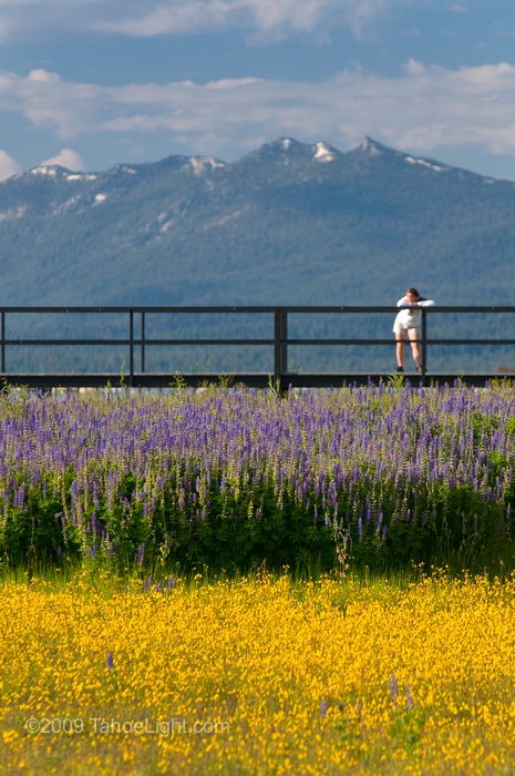 Flower field and pier with Mt. Tallac in background, north shore Lake Tahoe