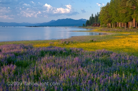 Sunrise over fields of lupin and other wildflowers on the north shore of Lake Tahoe