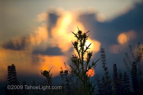 A cloudy Lake Tahoe sunrise with thistle