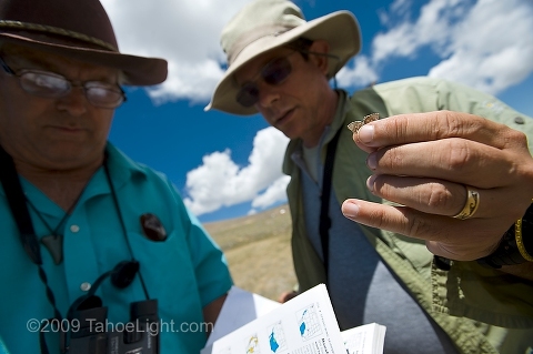 White Mountain Research Station associate director John Smiley, left and Scientific consultant Stuart Weiss try to identify a butterfly during a butterfly count as part of the first US 5-year resurvey as part of the Global Observation Research Initiative in Alpine Environments or (GLORIA) climate change survey at the first US master-site in the White Mountains. 