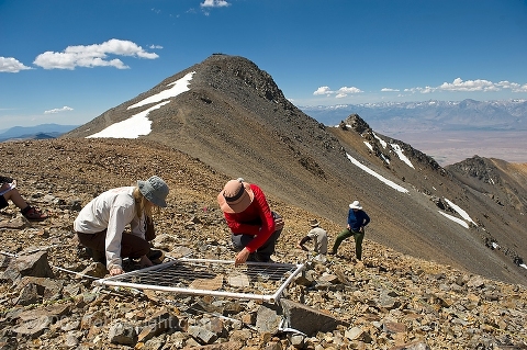 Setting up the grids and starting the species count on  the 14,000 foot summit of White Mountain for the first US 5-year resurvey as part of the Global Observation Research Initiative in Alpine Environments or (GLORIA) climate change survey at the first US master-site in the White Mountains. 