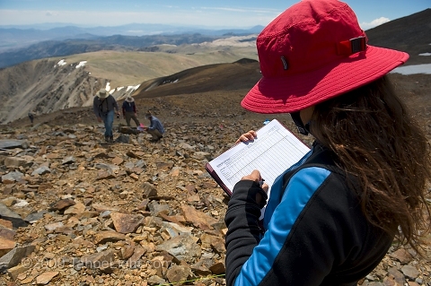 Taking notes during the palnt species count on the 14,000 foot summit of White Mountain for the first US 5-year resurvey as part of the Global Observation Research Initiative in Alpine Environments or (GLORIA) climate change survey at the first US master-site in the White Mountains. The University of California's White Mountain Research Station played host to the week-long structured biological and ecological re-survery of several alpine peaks.