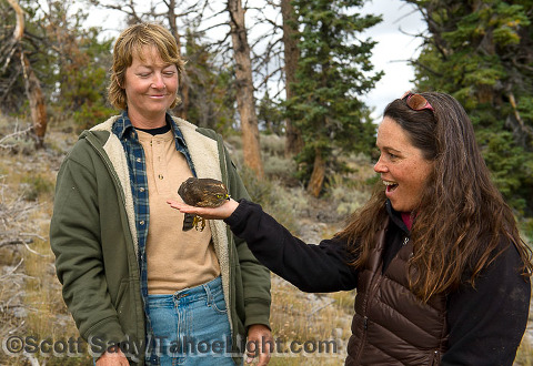 When visitors make the long hike up to the Goshute mountains Hawk observation and research site, Hawkwatch volunteers often try to allow guests to release a bird assuming that the bird is calm and not stressed and the volunteers have the time. Here my wife Monique gets to let a Sharp-Shinned hawk loose. Notice at the time of this photo, the bird is actually free to go and just resting in her palm. It stayed like that, just laying there for nearly a minute before leisurly getting up and flapping away.