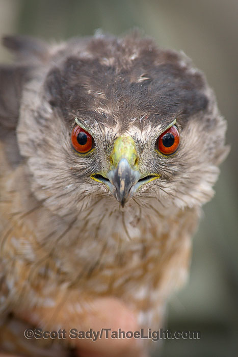 An adult male Cooper's Hawk waits to be released. Notice the red eyes, the eyes of this hawk can vary from bright yellow to orange to bright red.