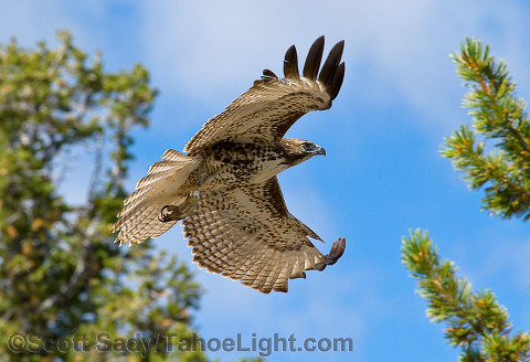 A young Red Tail hawk flies away after being banded and released by Hawkwatch International volunteers in the Goshute mountains of Nevada.