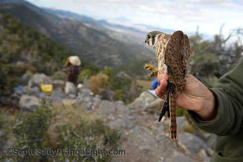 A volunteer prepares to release a young female Kestrel as observers continue to watch for birds in the background at Hawkwatch International's Goshute mountain research station.