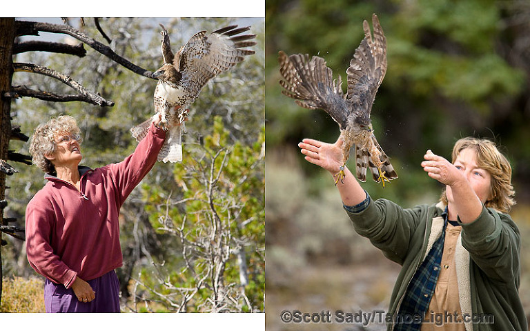 Hawkwatch International volunteer Deneb Sandack, left, releases a small Red Tail hawk, while Gretchen Henne releases a male Cooper's Hawk on the right.