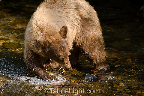 bears fishing for salmon at lake tahoe