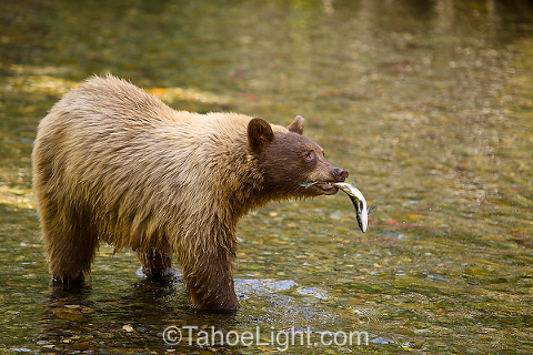 Bear with fish in its mouth