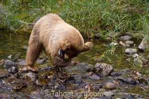 bear eating fish in south lake tahoe