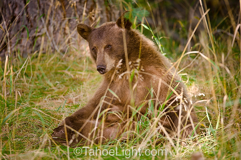 tahoe black bear lounging in the grass