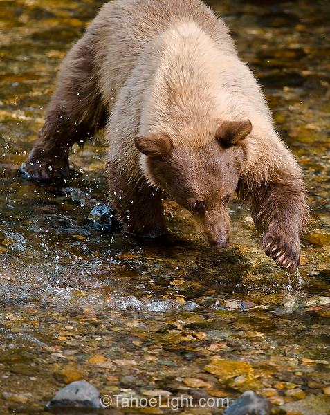bears fishing for salmon in south lake tahoe at taylor creek