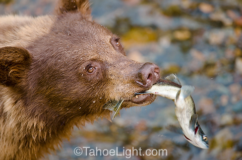 close up shot of a bear with fish in its mouth