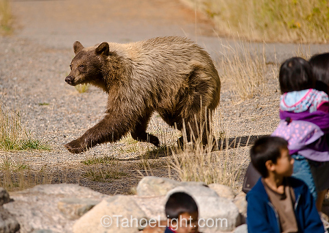 bear running in front of people