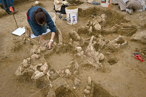 castroville mammoth excavation