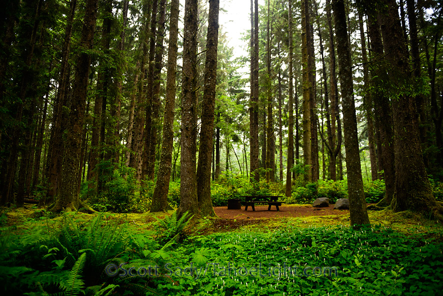 patricks point campground | Tahoe Light Photography