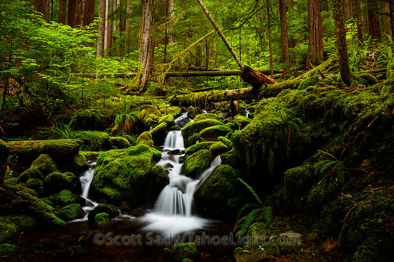 hoh rainforest waterfalls