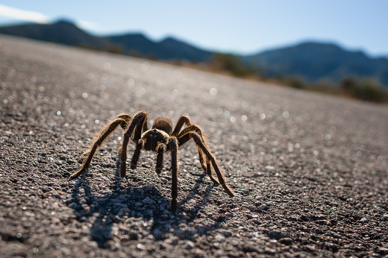 Mr. Tarantula. We wanted to see desert tortoise, but had to settle for this