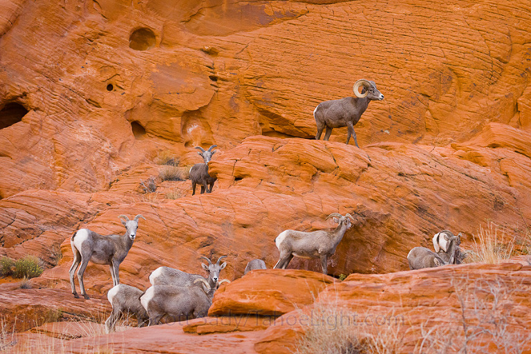 It's good to be the king. Nevada bighorn ram and his sheep at Valley of Fire.
