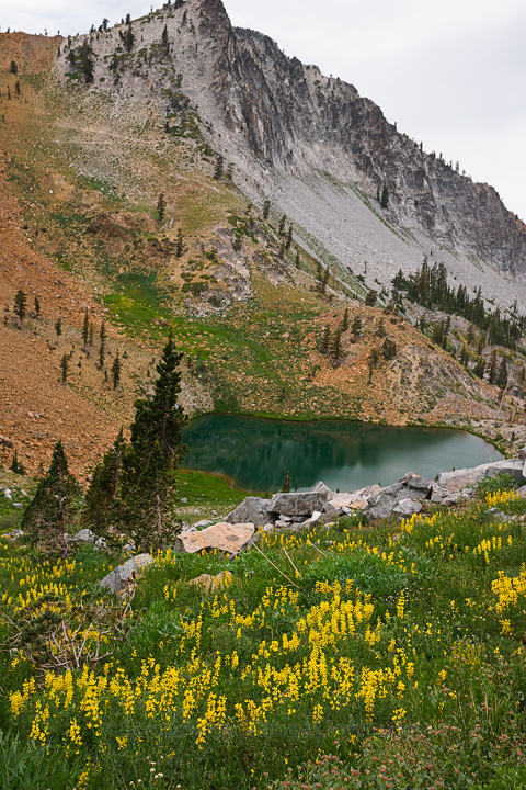 Deer Lake was covered with Yellow Lupine.