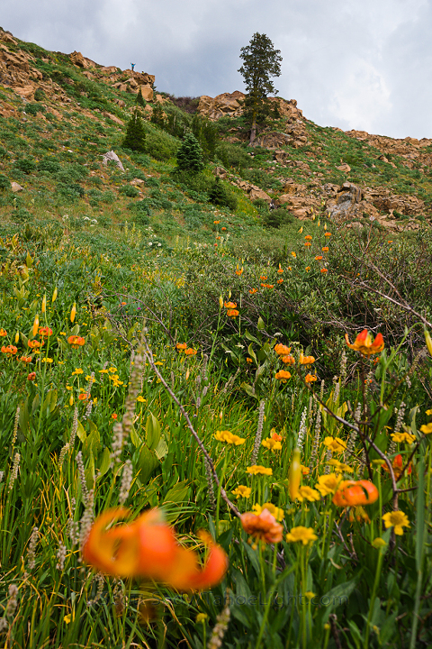 The meadows below Diamond Lake held some of the largest fields of tiger lilies we had ever seen, and a bear.