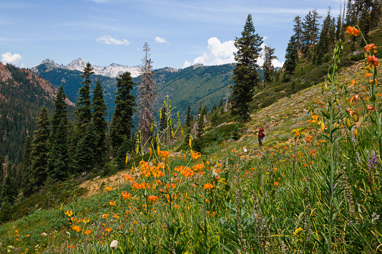 Halfway up the pass to Granite Lake yet another astounding field of wildflowers