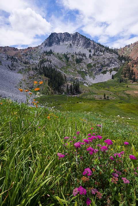 Halfway up the pass to Granite Lake yet another astounding field of wildflowers