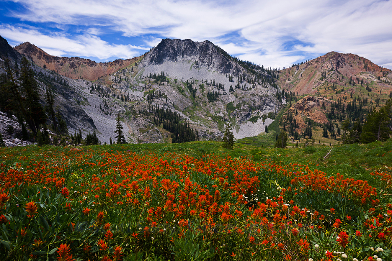 Two thirds of the way to the top of the pass to Granite Lake the trail passes through the largest field of paintbrush yet.