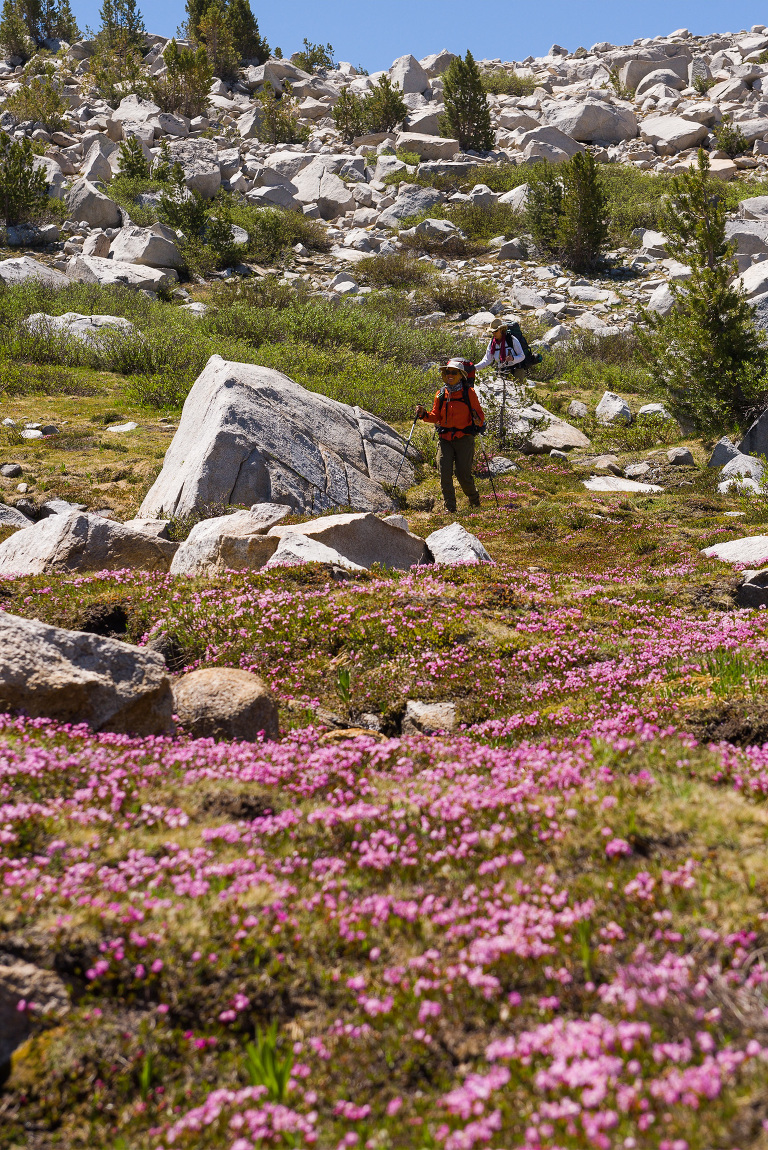 Heading back toward Pine Creek Pass from L Lake, we did encounter some nice pink flowers in the low, wet areas.