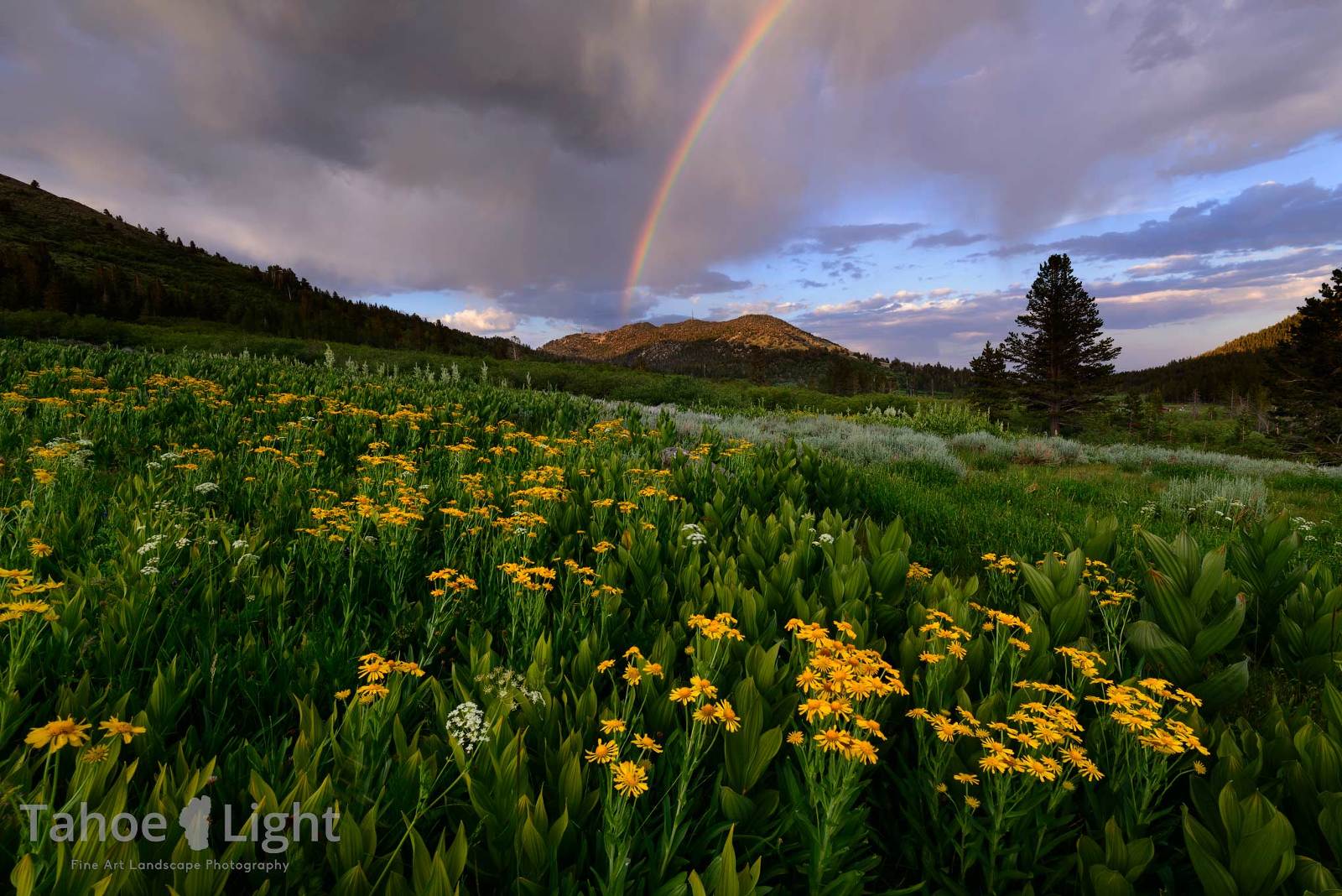 Landscape photo of alpine meadow with flowers and rainbow