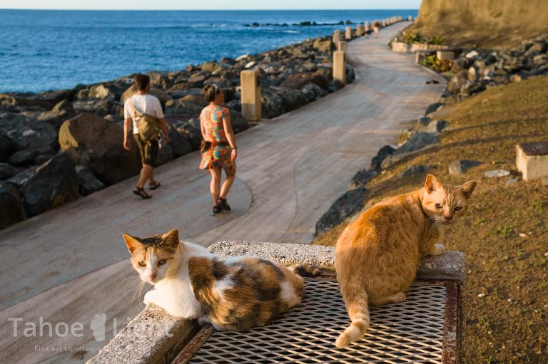 the feral cats of puerto rico