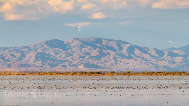 photograph of Stillwater National Wildlife Refuge in Nevada
