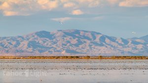 photograph of Stillwater National Wildlife Refuge in Nevada