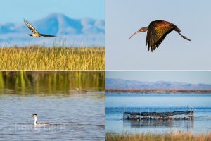 photograph of Stillwater National Wildlife Refuge in Nevada