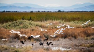 photograph of Stillwater National Wildlife Refuge in Nevada