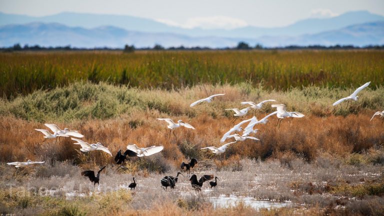 Stillwater Wildlife Refuge Fallon Nevada | Tahoe Light Photography