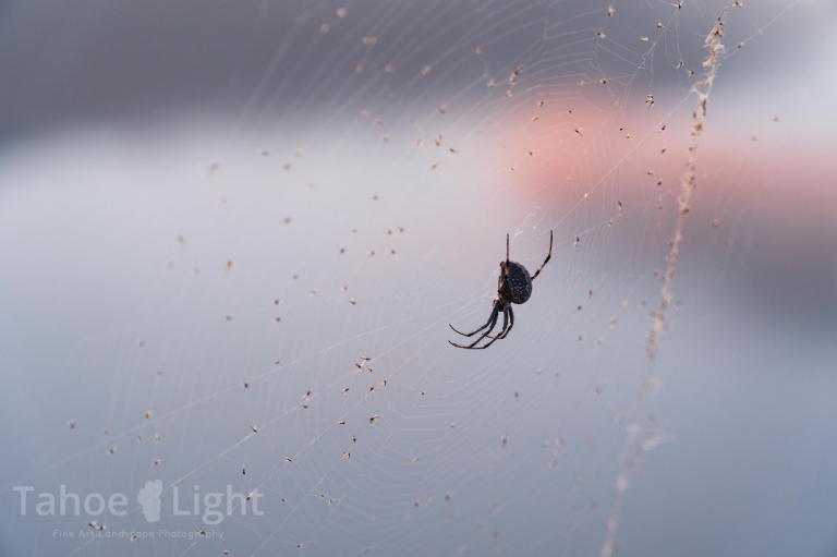 photo of orb weaver spider