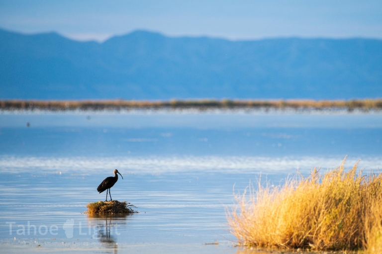 photograph of Stillwater National Wildlife Refuge in Nevada