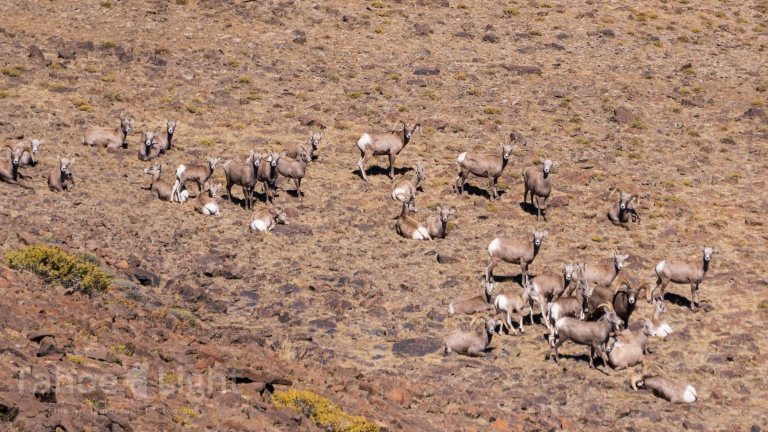 photograph of bighorn sheep herd
