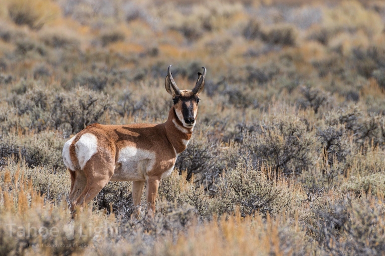 photograph of prong horn antelope