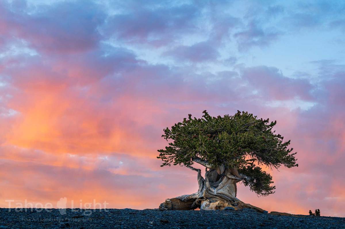 Great Basin National Park | Tahoe Light Photography