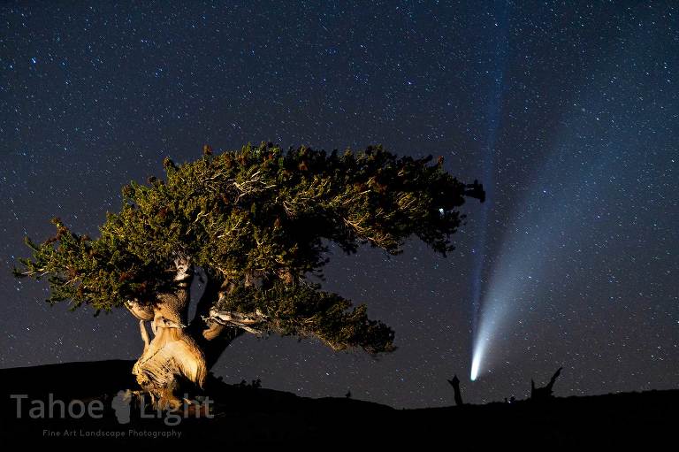 comet neowise and a bristlecone pine tree at night