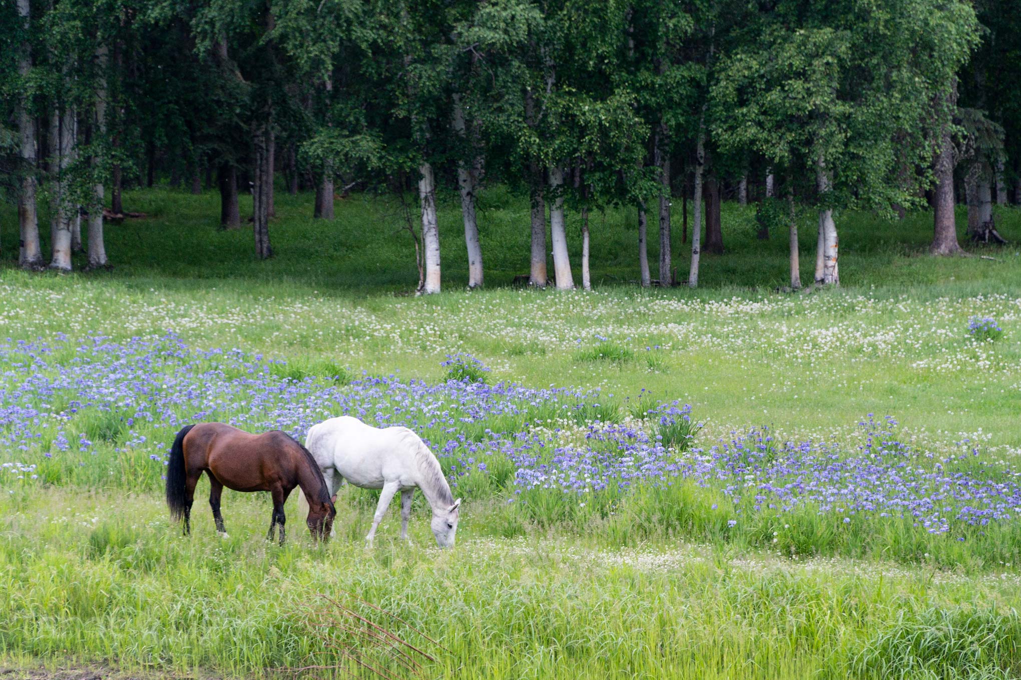 picture of horses